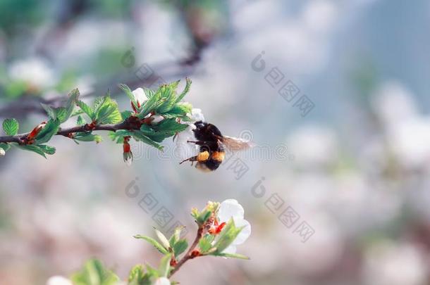虫大黄蜂收集花蜜从樱<strong>桃花树</strong>枝采用