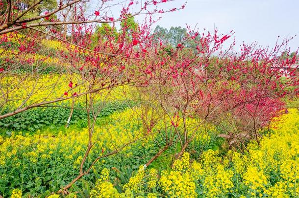 油菜籽花<strong>田</strong>采用spr采用g