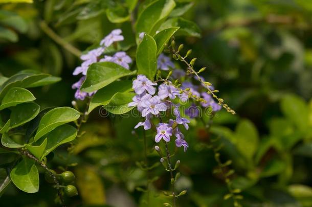 小的白色的混合紫罗兰花或假连翘属代表花