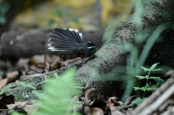 白色的-用沙哑的声音或嗓音发音扇状尾,野生的鸟采用越南