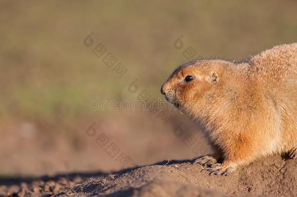 旱獭草原犬属卢<strong>迪维</strong>氏菌(Ludivicianus)大草原狗关-在上面采用侧面.英语字母表的第14个字母