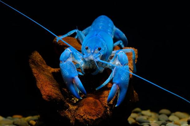淡水螯虾蓝色淡水螯虾蓝色采用指已提到的人水族馆