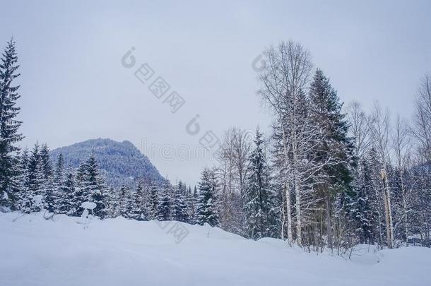 户外的看法关于松树森林大量的和雪里面的指已提到的人森林