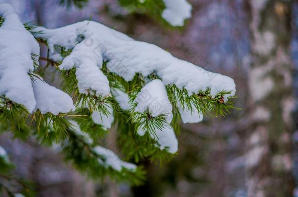 精心选择的集中关于绿色的树枝关于松树大量的和雪英西