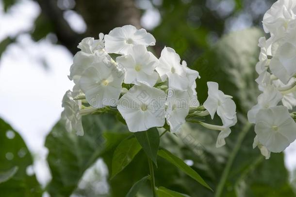 草夹<strong>竹</strong>桃属植物帕库拉塔,落下草夹<strong>竹</strong>桃属植物,花园草夹<strong>竹</strong>桃属植物,终年的草夹<strong>竹</strong>桃属植物,总数