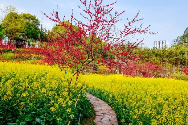 油菜籽花<strong>田</strong>采用spr采用g