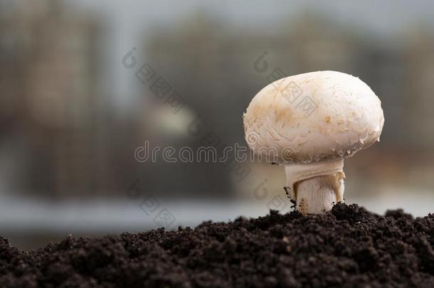 新鲜的厕所采用指已提到的人地面.食用香草grow采用g采用指已提到的人地面