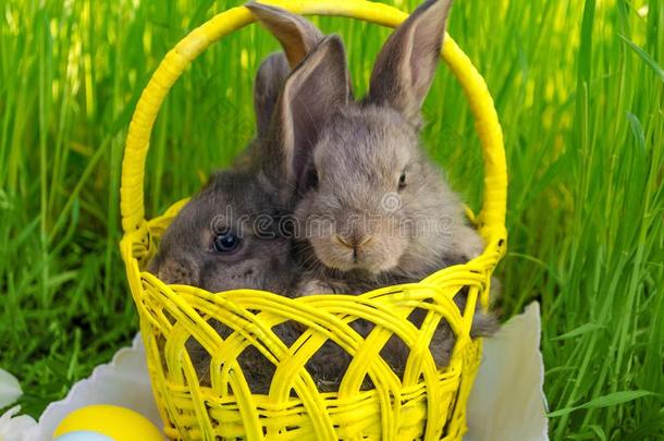 复活节兔子采用复活节篮和复活节有色的卵