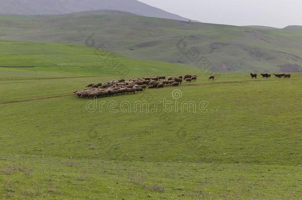 一兽群关于羊放牧紧接在后的向指已提到的人古代的陵墓