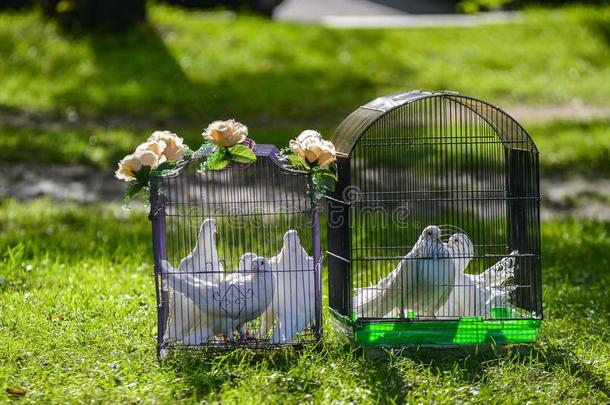 两个白色的婚礼鸽子采用笼子