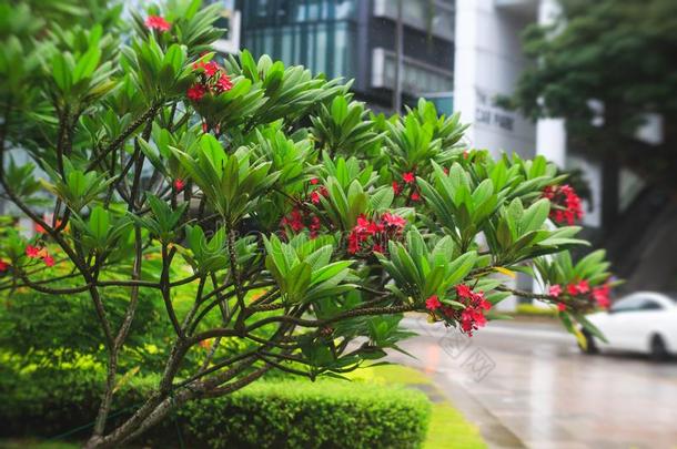 新加坡大街和绿色的树和植物