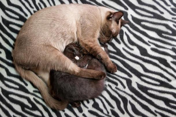 睡眠密封点小猫搂抱更小的小猫向一Zebr一Bl一