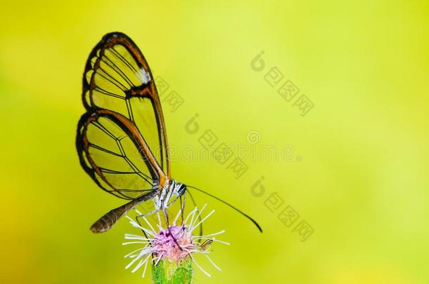 透明翅膀的蛾蝴蝶和透明的`玻璃`飞行章格里塔耳朵克洛