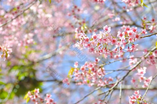 樱桃花或蔷薇科树铈或樱花