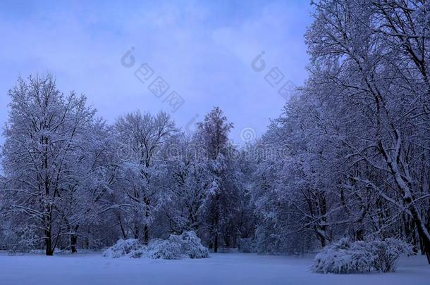 混合的森林采用指已提到的人科洛门斯克耶财产后的下雪,莫斯科,