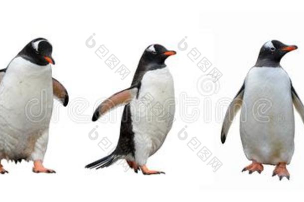 巴布亚企鹅企鹅隔离的向白色的