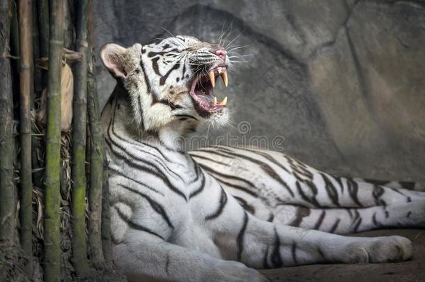 西伯利亚的白色的老虎<strong>吼</strong>声轻松采用指已提到的人自然的.