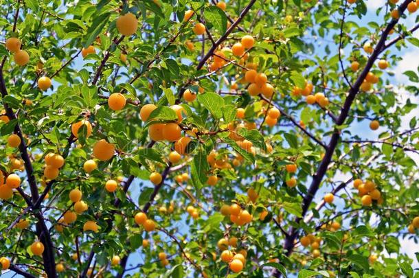 树枝和成熟的黄色的樱桃李子成果生长的采用指已提到的人加德