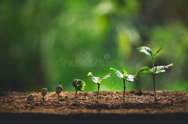 植物咖啡豆刚出芽的幼苗采用自然关-在上面关于新鲜的绿色的植物