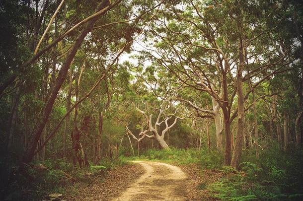 跟踪通过澳大利亚人森林