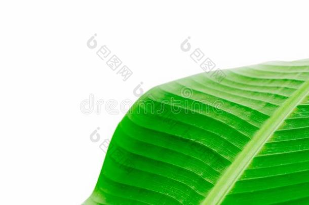 绿色的新鲜的香蕉叶子波状的结构宏指令照片和看得见的
