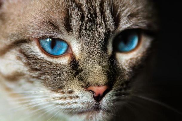 肖像关于指已提到的人猫和蓝色眼睛