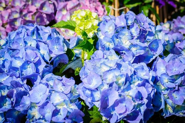 特写镜头关于蓝色八仙花属.八仙花属大叶藻采用一g一rden
