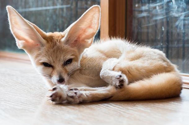 一种非洲产的大耳小狐狐1年使隔离向背景