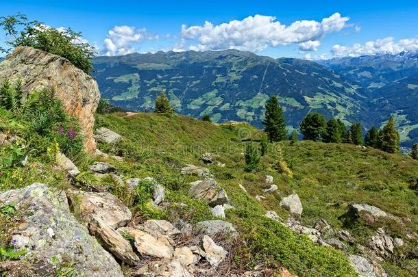 奥地利人夏山风景关于指已提到的人齐勒<strong>河谷</strong>高的阿尔卑斯山的