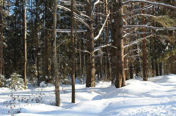 风景美丽的,下雪的冬森林采用指已提到的人北欧人国家