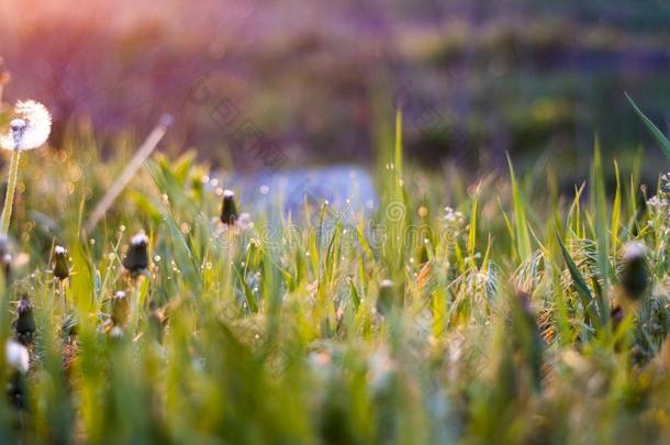 幸福的新的一天观念:令人晕倒的黄色的草地日出和焦外成像