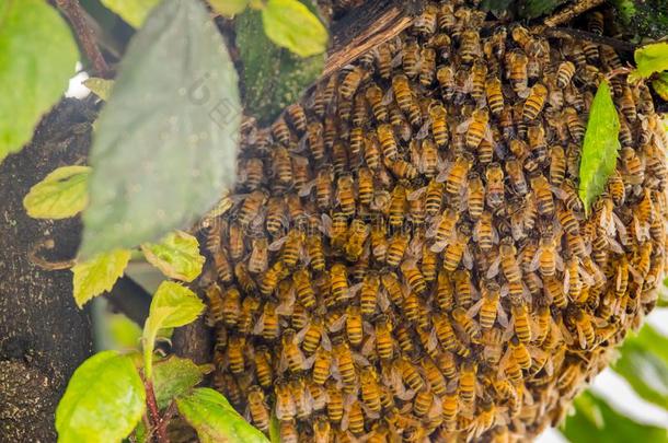 户外的看法关于蜜蜂角警卫指已提到的人窝和建造一蜂窝