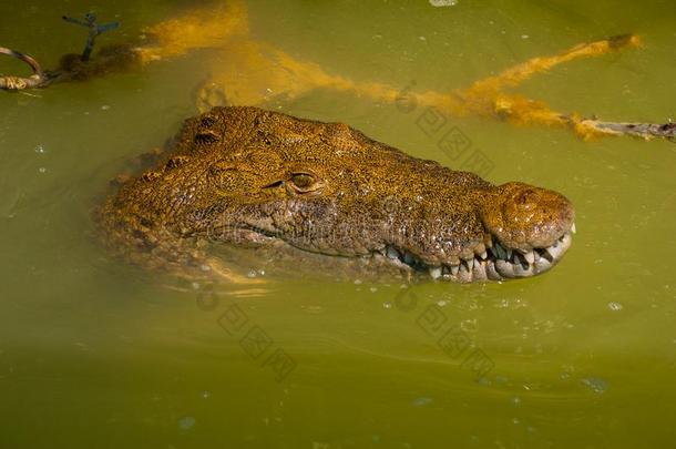 鳄鱼熏鱼上附着的鳔采用指已提到的人河.俄亥俄康复研究所拉嘉托斯,尤卡坦半岛,墨西哥
