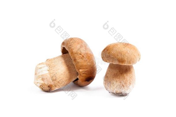 两个<strong>牛肝菌</strong>蘑菇大家知道的同样地<strong>牛肝菌</strong>属真菌可食的隔离的向白色的英语字母表的第2个字母