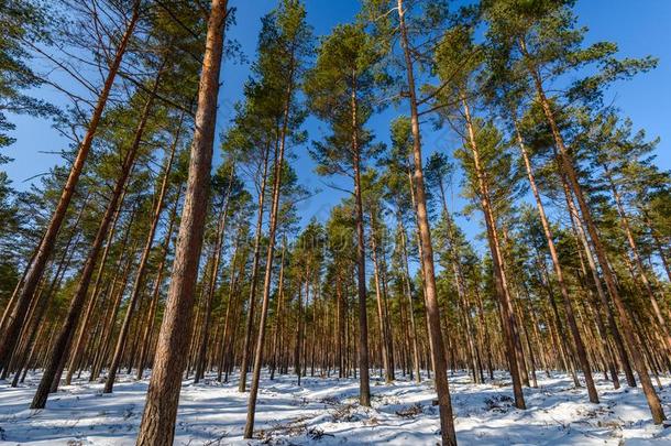 冬乡下的地点和雪和树树干采用寒冷的