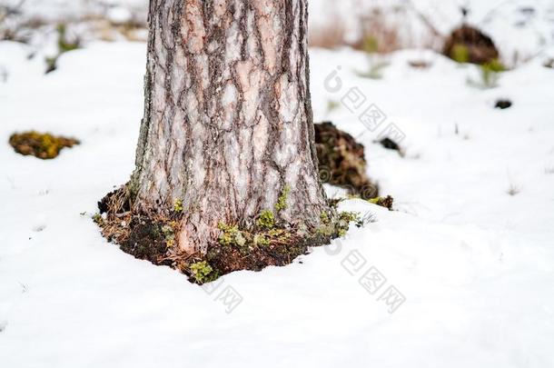 冬乡下的地点和雪和树树干采用寒冷的