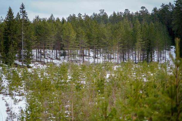 冬乡下的地点和雪和树树干采用寒冷的