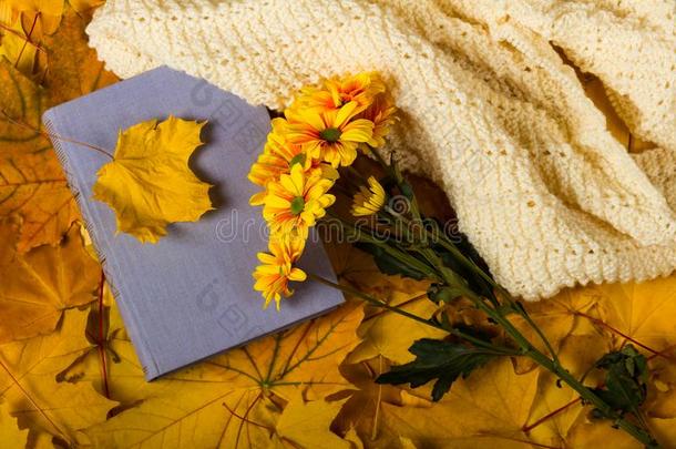 干的干燥的叶子说谎向书,菊花和暖和的围巾向后座议员
