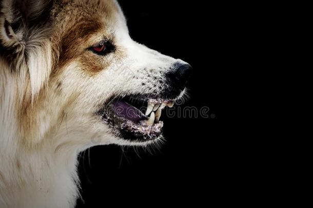 狗疯狂的预示给看长而尖的牙一ux.用以构成完成式及完成式的不定式流口水.是（be的三单形式一症状关于r一b