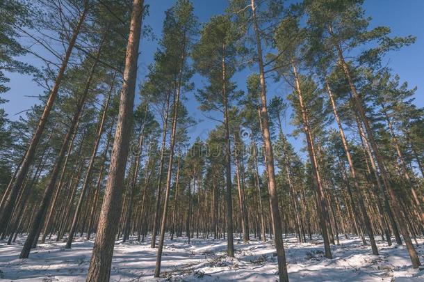 冬乡下的地点和雪和树树干采用寒冷的-v采用tage英语字母表的第18个字母