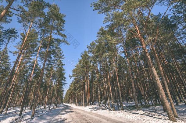 冬乡下的地点和雪和树树枝到达为指已提到的人