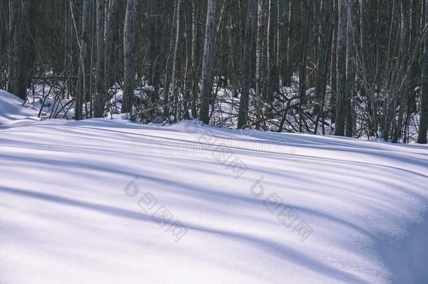 冬乡下的地点和雪和树树干采用寒冷的和阴影