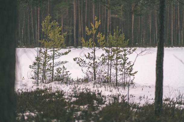 冬乡下的地点和雪和树树干采用寒冷的-v采用tage英语字母表的第18个字母