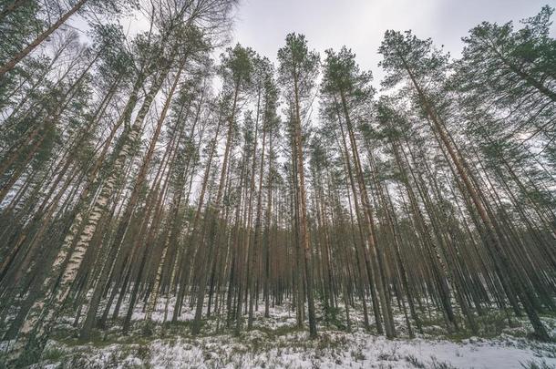冬乡下的地点和雪和树树枝到达为指已提到的人