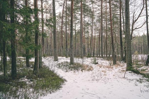 冬乡下的地点和雪和树树干采用寒冷的-v采用tage英语字母表的第18个字母