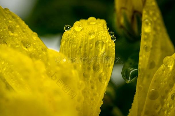 宏指令<strong>摄影</strong>关于<strong>春季</strong>时间黄色的花看见一极端的