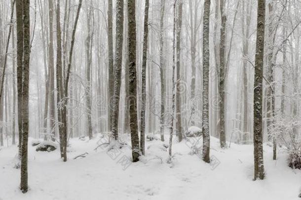 山毛榉森林大量的在旁边雪,矮树丛被照明的在旁边一天.波黑