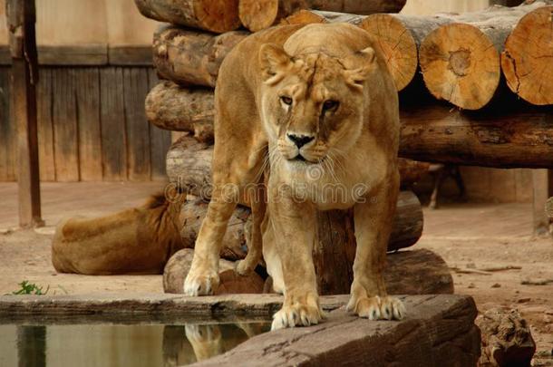 母狮监护人她<strong>领土</strong>采用指已提到的人笼子在一动物园