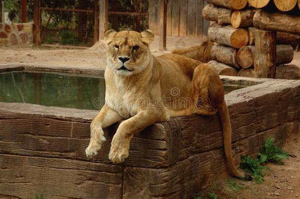 母狮静止的在她<strong>领土</strong>采用指已提到的人笼子在一动物园