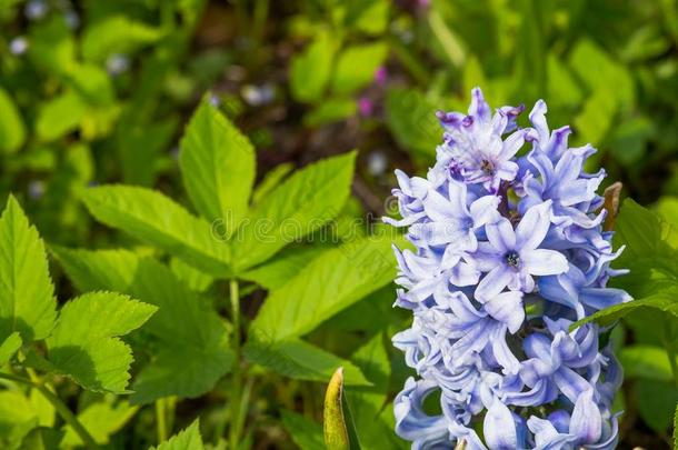 风信子田.第一花蓝色风信子s.蓝色风信子花